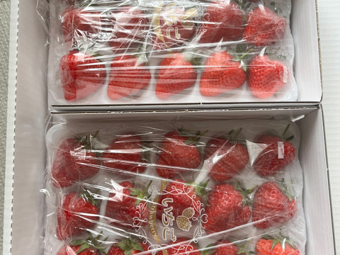 じゅわ〜っと甘い果汁があふれだす【完熟越後姫】約760g スタンダードサイズ