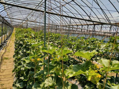 青肉メロンの新星『クレセントメロン』4玉入り４㎏