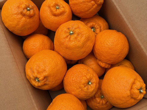 完熟★樹上熟成不知火　愛媛県産　家庭用5キロ