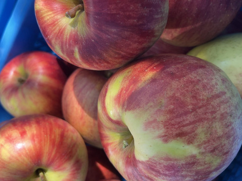 綺麗な葉とらずサンつがる 3キロ箱 7～11玉 長野県産