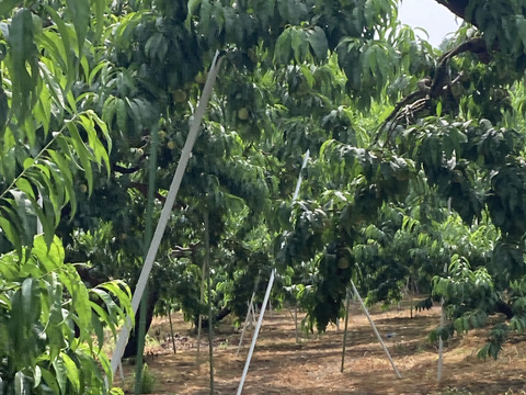 福島県産摘果桃10キロ 福島県産 摘果桃（中）10キロ：福島県産のその他桃｜食べチョク