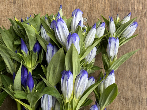 生産者が選ぶ20本　クール便