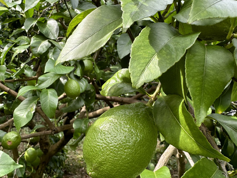 【農薬化学肥料不使用】香り高いグリーンレモン１キロ＊農の島大三島よりお届け＊
