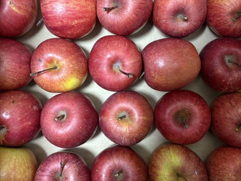 【極小玉・バラ詰め】サンふじ🍎家庭用約4.5Kg🍎毎日りんご　コスパ抜群　青森県産　数量限定