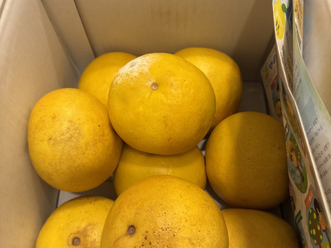 【日本ギフト大賞受賞】【在庫僅少特価品】園主こだわり土佐文旦 訳あり 3kg  小玉（L～M）　　　　土佐文旦 ぶんたん ブンタン 高知  みかん 国産みかん 果物 柑橘