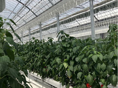 【1キロ】💛めちゃくちゃ甘い　ジューシー肉厚　黄色パプリカ💛