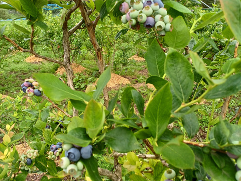 生ブルーベリー(1キロ)
mix「200g×5パック」期間限定商品
一人農家の為、一日3セット限定でのお届けになります。