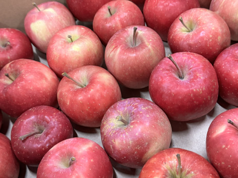 ★すぐに出荷★【加工用バラ詰め】極小玉のほのか（早生ふじ） ジュース、スイーツ、コンポート、すりおろし林檎　加工用・業務用🍎約4.5Kg　青森県産