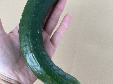 只今増量中！訳あってお買い得、きゅうり1K