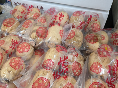 【今が旬のれんこん】産地白石町のあま〜いシャキシャキ蓮根1kg (500g×2袋)