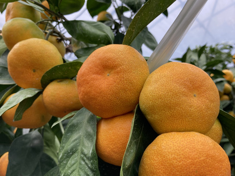 【予約販売】真夏の果実！　完熟ハウスみかん　2Sサイズ（直径約5.0~5.5ｃｍ）3kg