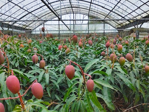 ≪優品≫名護市最北端 イナミファームの アップルマンゴー １．５ｋg