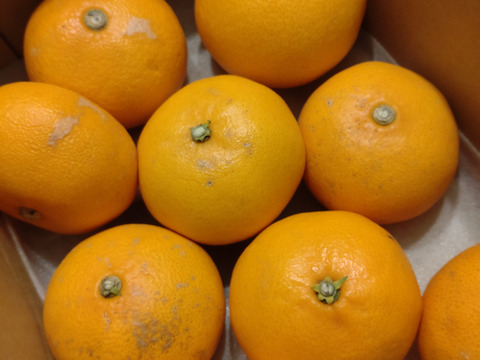 【柑橘の大トロ】玉宝せとか（２kg）※ご家庭用