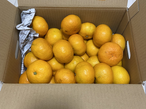 【朝市限定】S～Mサイズ3kg とみ子ばぁばの有田みかん　糖度13度以上＜有田産>
