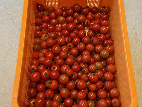 【訳あり・加工用】小鈴トマト｜昔ながらの味わい｜加熱・調理向け