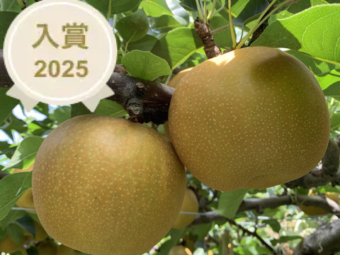 鳥取県産梨『新甘泉』5kg(8~14玉) 秀品：鳥取県産の新甘泉｜食べチョク