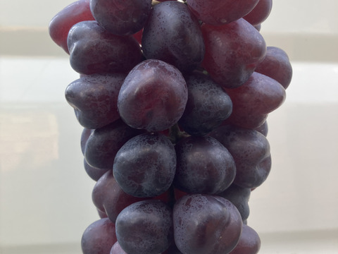 ラスト1房！超希少新品種　富士の輝き　超大房1キロg以上　通称ブラックシャインマスカット！