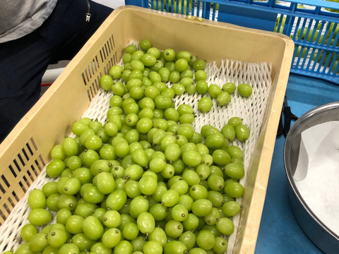 人気殺到‼️✨★2㎏ 粒バラ売り★種なしシャインマスカット★朝採り順次発送！生産量日本一の山梨県産★通常配送　離島注文不可