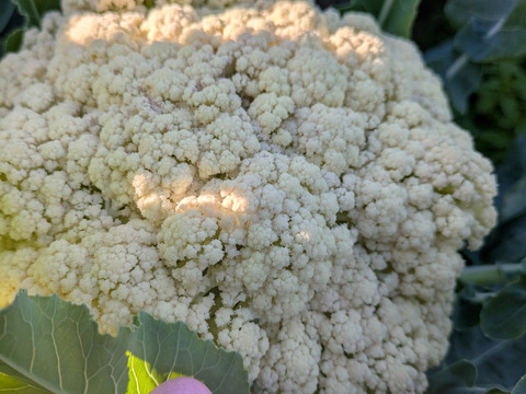 ❄️☃️冬の野菜セット☃️❄️