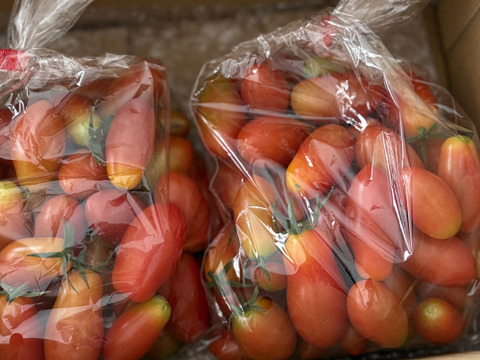 【夜市限定】【とまほっぺ】アイコトマト 1kg｜愛媛・久万高原直送