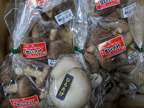 菌床生しいたけ！小さくても美味しい１㎏