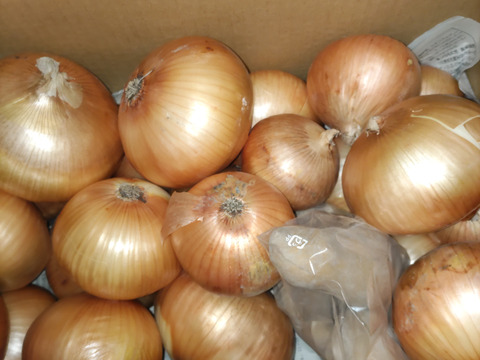 大好評，地層が違う淡路島、大玉、新玉ねぎ、七宝早生(風袋込み6キロ)