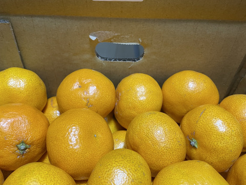 三ヶ日みかん早生【かふさん限定】　「こつぶちゃんたち&ブサ皮くん」5kg