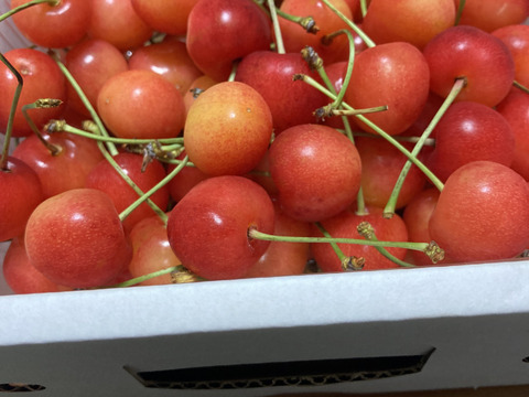 佐藤錦 食べきり500g《まずは少量から試したい方に》