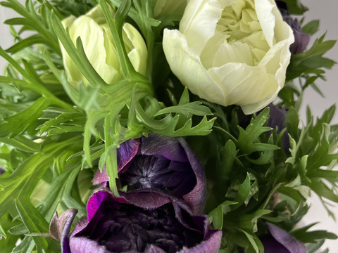 《アネモネ》12本束2セット
10日間の日持ちは当たり前💐