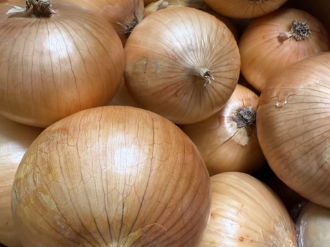 大好評，地層が違う淡路島、大玉、新玉ねぎ、七宝早生(風袋込み10キロ)