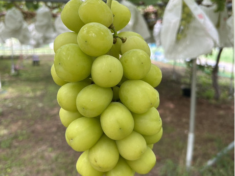 ぶどう10枚 51Sf24W1RvL._AC_UL210_SR210,