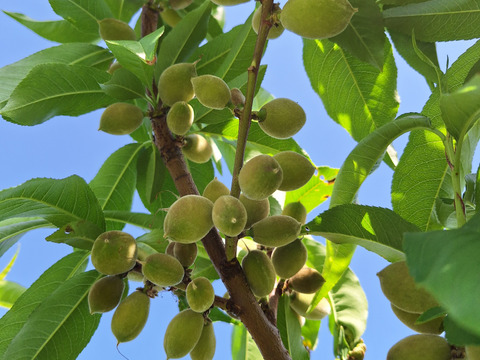 訳あり真っ赤な宝石のような桃【赤宝】３kg