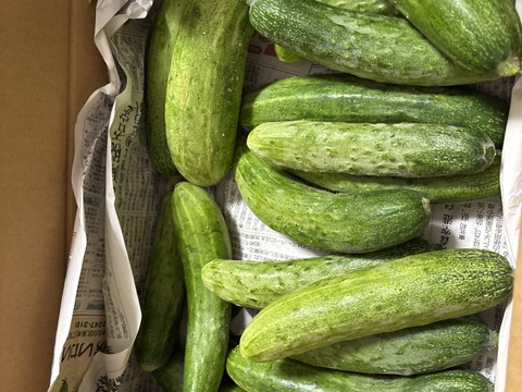 会津伝統野菜 余蒔きゅうり(2kg,約20本前後)【農薬化学肥料除草剤不使用】在来種　自家採種