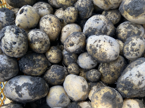 【期間限定品】ながさき黄金2キロ🥔