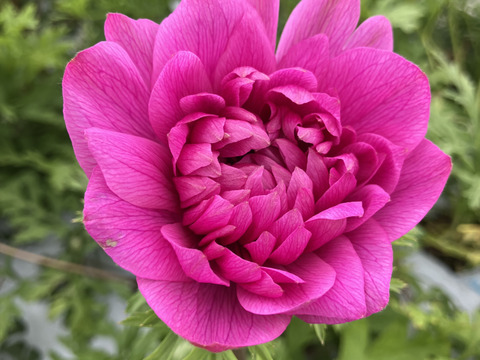 【アネモネ】ピンクなど暖色系&白　　💐12本2束セット💐