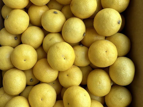 【2026年】【希少】熟成ハウス湘南ゴールド2kg  3Sサイズ(直径3.9〜3.5cm)【幻のオレンジ】超小玉