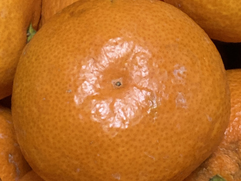 傷ありみかん（向山中生みかん）9kg