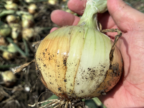 【旨み凝縮】淡路島新玉ねぎ5kg （M〜Lサイズ混合）