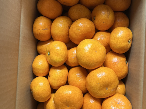 【予約】 高糖度系の本格貯蔵みかん『寿太郎』 サイズ混合 家庭用 5kg 西浦ブランドみかん ★2/25より順次発送予定 仲屋 海瀬農園