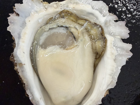 【広田湾米崎産】岩牡蠣 ３Ｓｻｲｽﾞ５個（生食用）