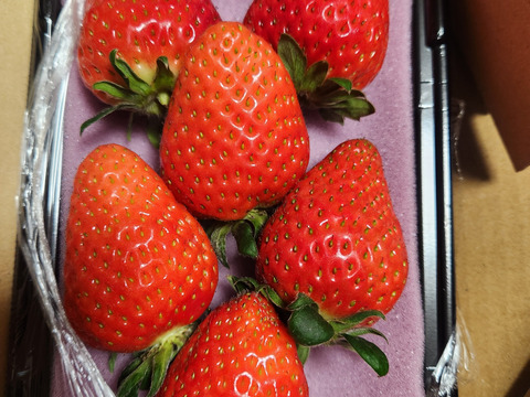 朝採れ、完熟収穫いちご　まりひめ　500g (250g × 2p)