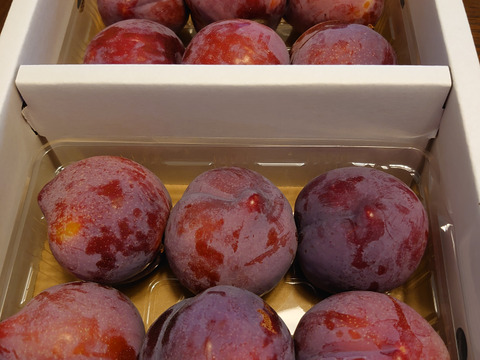 山形県産 プラム「紅りょうぜん」500g×2P