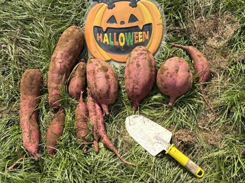 【希少さつまいも】しっとりあまはづき！ホクホク栗かぐや　食べ比べ（3～４種）