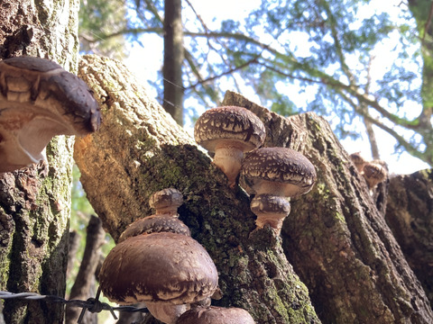 原木栽培 生しいたけ 約3kg 原木椎茸