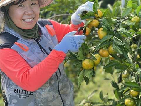 【訳アリ】【期間限定価格】甘酸っぱくって果汁たっぷり！宮下さんの「極早生みかん」