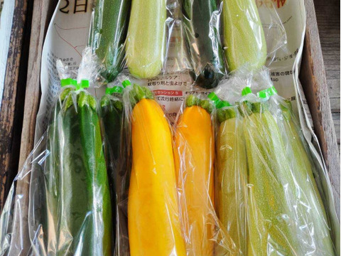 とっておきの旬野菜Lセット１０種類以上【農薬・化学肥料不使用】
