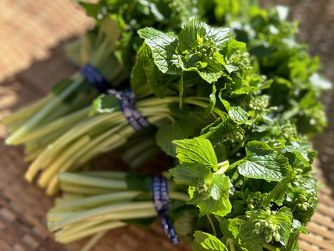 数量限定！春を感じるわさびの花茎（1束100g前後）：静岡県産の野菜