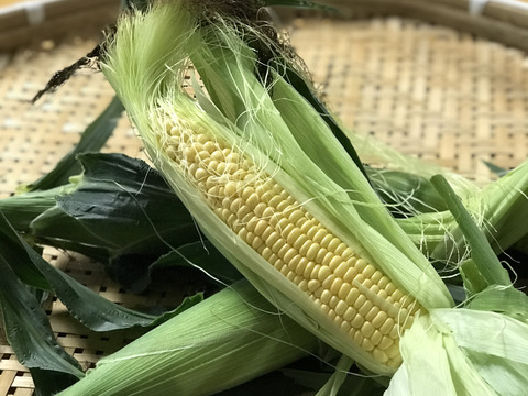 ガブッと　とうもろこし　10本