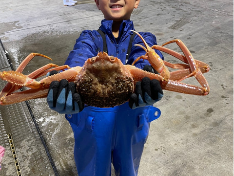 【数量限定】秋田県にかほ市産本ズワイガニ　3〜5匹で1キロ