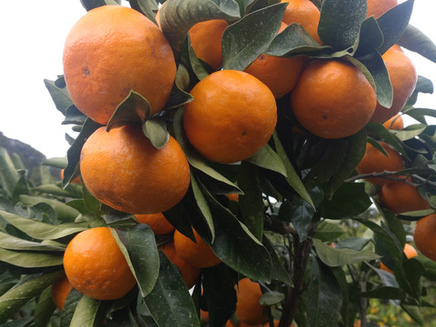 【数量限定‼️】小玉早生みかん 箱込み5kg(2S以下サイズ混合)